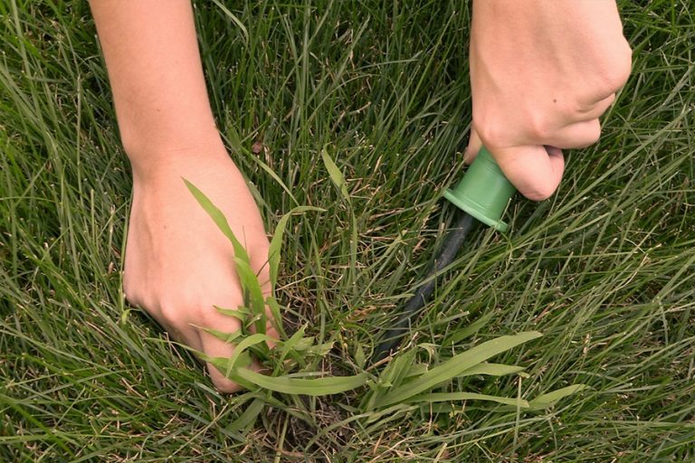 How to get rid of Crabgrass