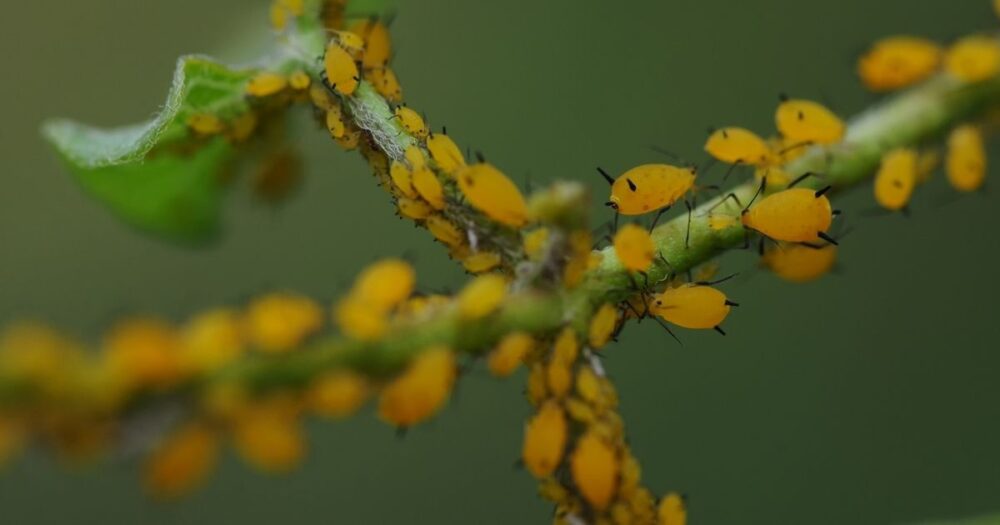 Aphids