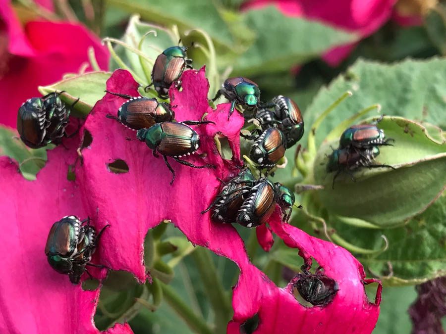 Damage Caused by the Japanese Beetle