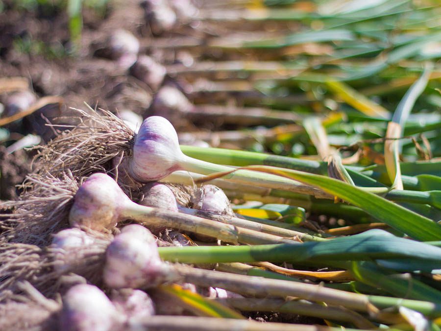 You Use Garlic to Get Rid of Japanese Beetles