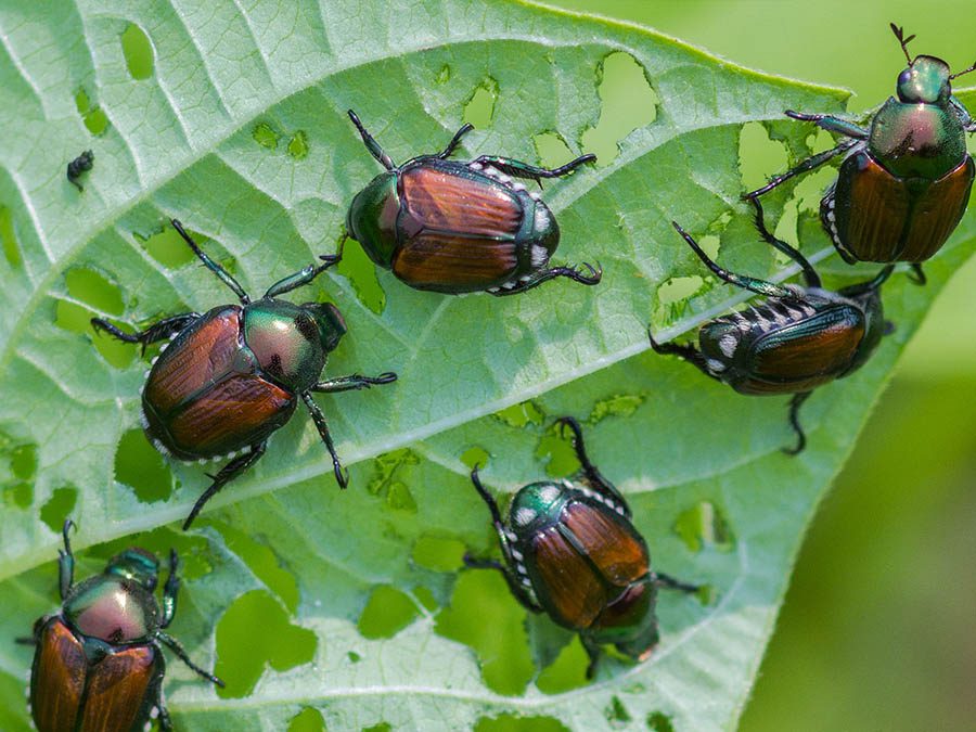 How to Identify a Japanese Beetle Infestation