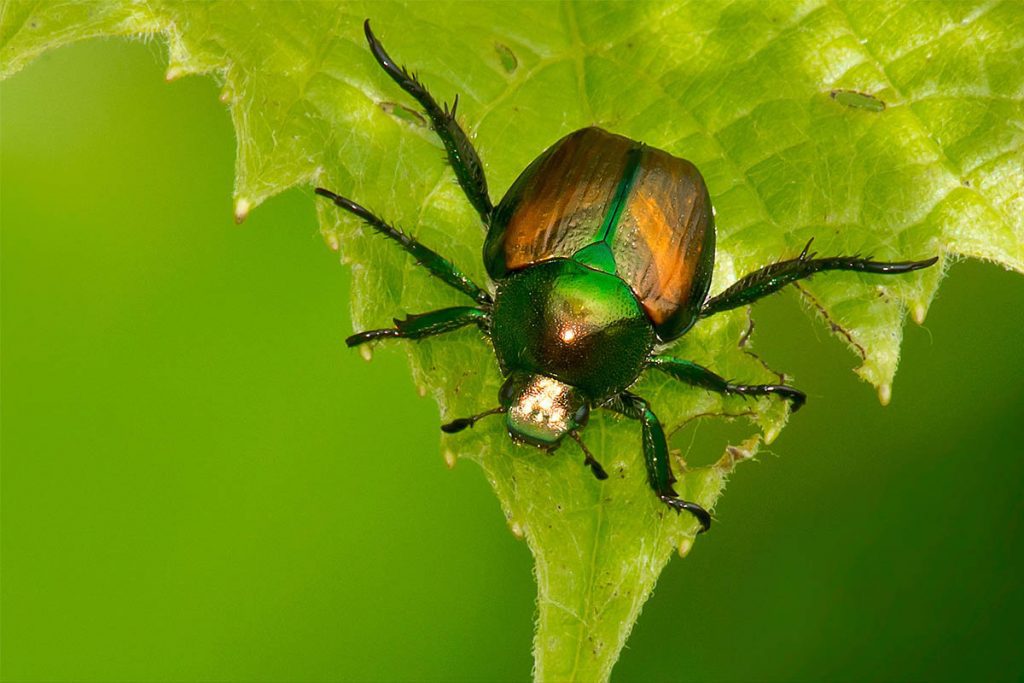 How to get rid of Japanese Beetles