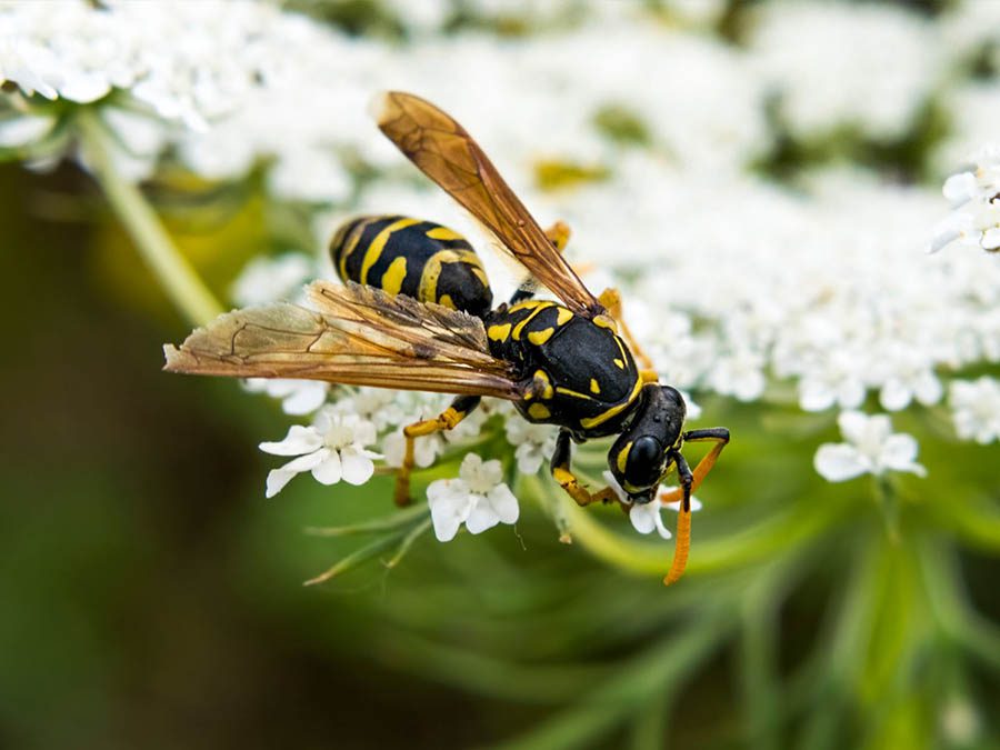Using pest to get rid of Japanese Beetles
