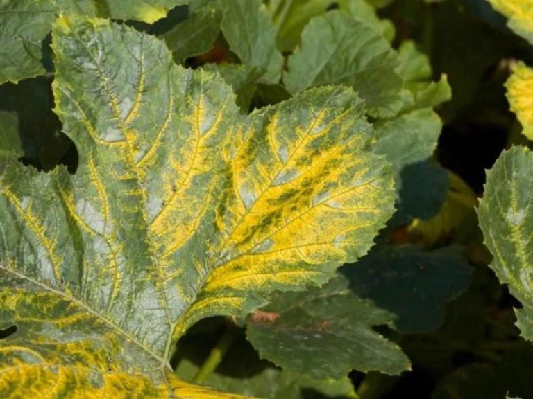 How to Stop Zucchini Leaves Turning Yellow? (10 Simple Methods)