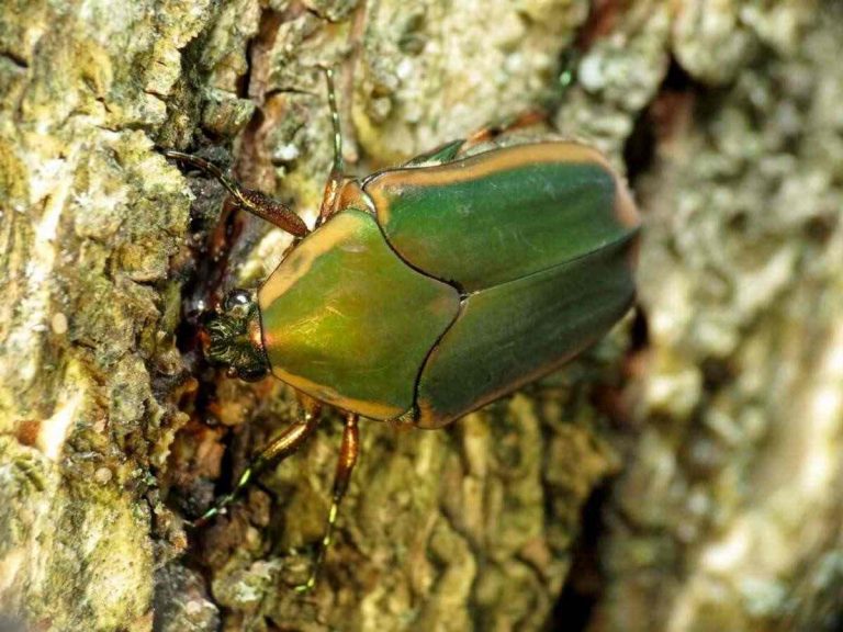 How to Get Rid of Fig Beetles Naturally? (6 easy ways)