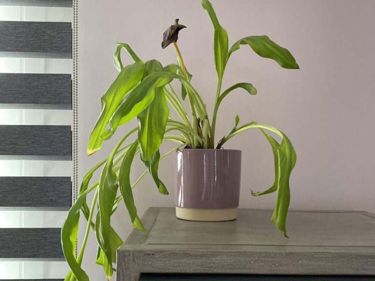 Why Are My Calla Lilies Drooping? (Reasons + Solutions)