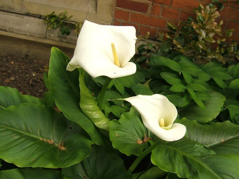 Dividing Calla Lilies: Everything You Need to Know