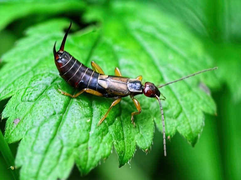 16 Natural Ways To Get Rid Of Earwigs In The Garden