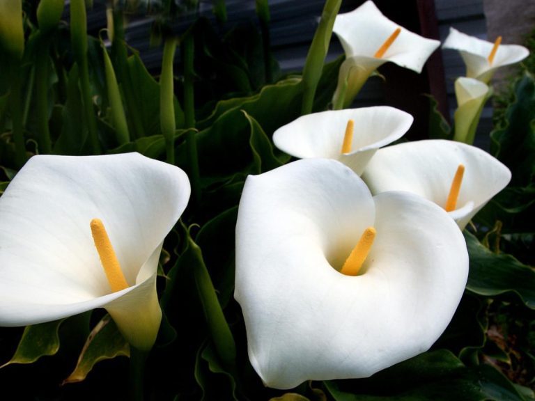 Are Calla Lilies Easy To Transplant? (Explained)