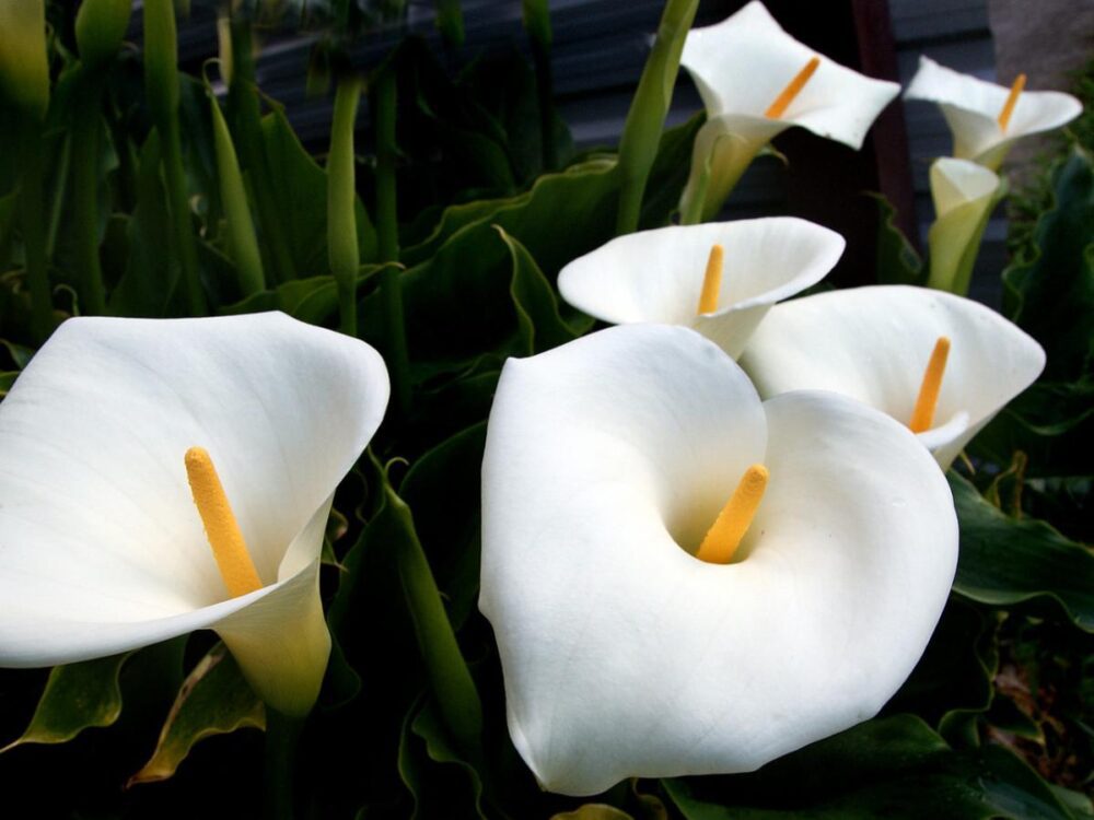 Are Calla Lilies Easy To Transplant? (Explained) The Home Team