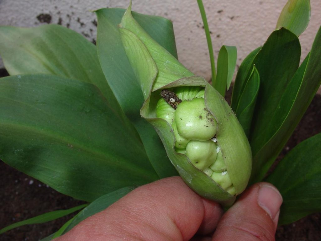 lily seed pods