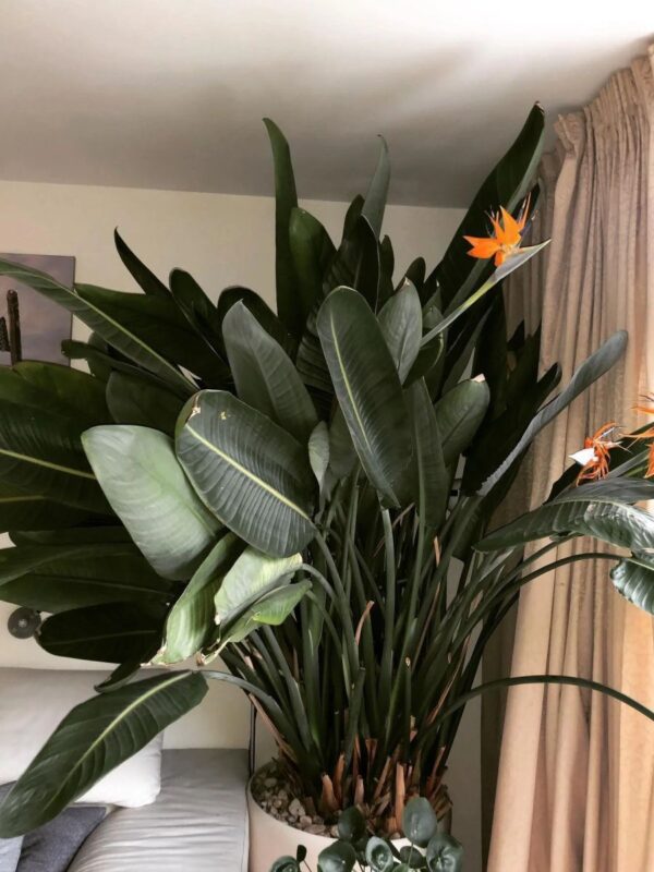 Is Bird Of Paradise Easy To Grow? (Explained For Beginners) The Home Team