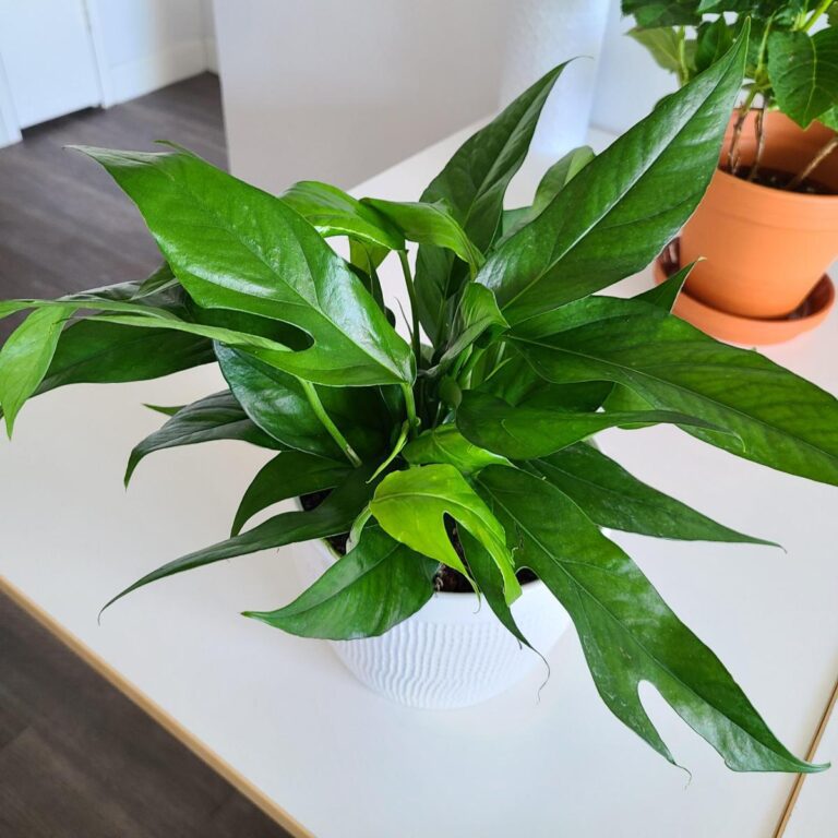 Baltic Blue Pothos Care: Everything You Need to Know