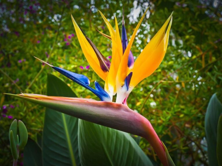Is Bird Of Paradise Easy To Grow? (Explained For Beginners)