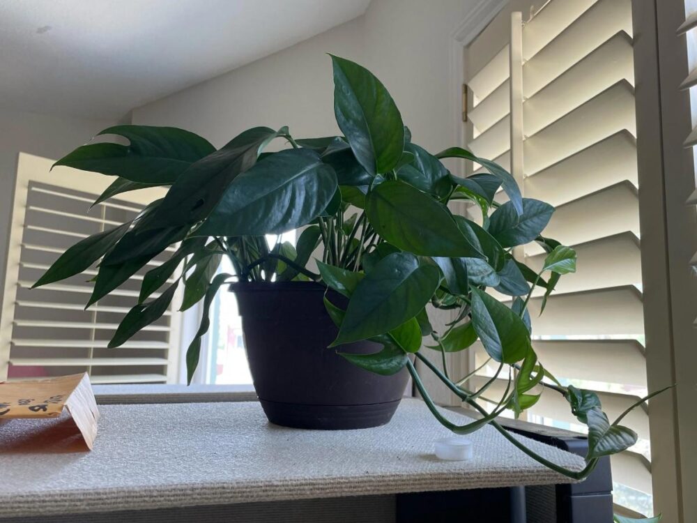 Baltic Blue Pothos Care: Everything You Need to Know | The Home Team