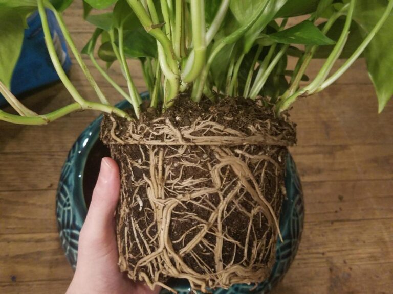 Do Philodendron Birkin Like To Be Root Bound? (Explained)