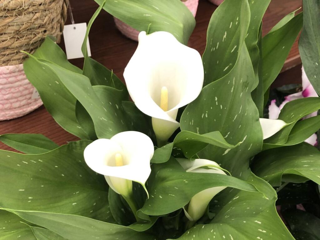 Can Calla Lilies Be Planted Outside? What You Need to Know The Home Team