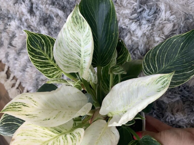 Philodendron Birkin Variegation: How to Get More White?