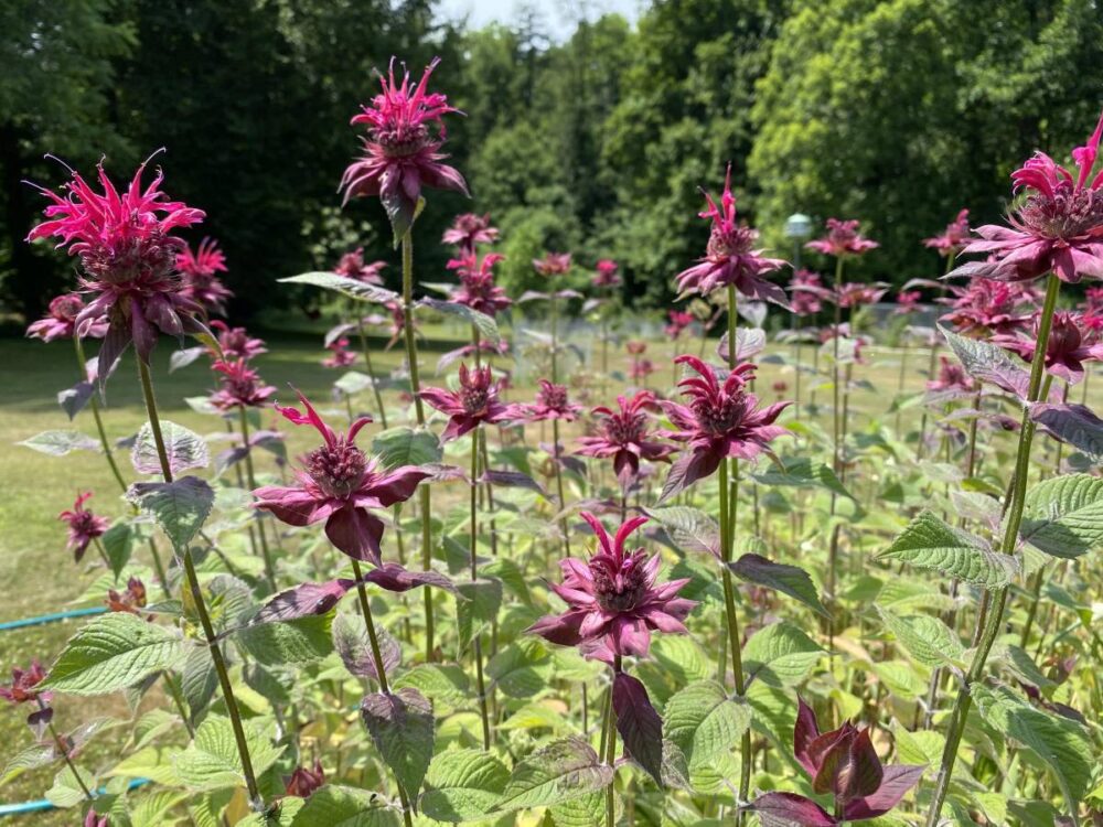 When Does Bee Balm Bloom? Everything You Need To Know The Home Team