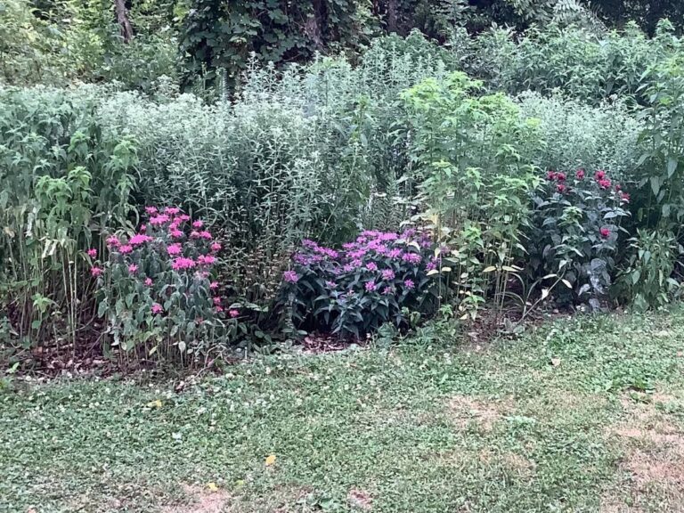Is Bee Balm Deer Resistant? Everything You Need To Know