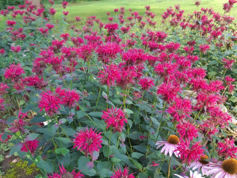 Does Bee Balm (Monarda) Spread? Understanding & Controlling | The Home Team