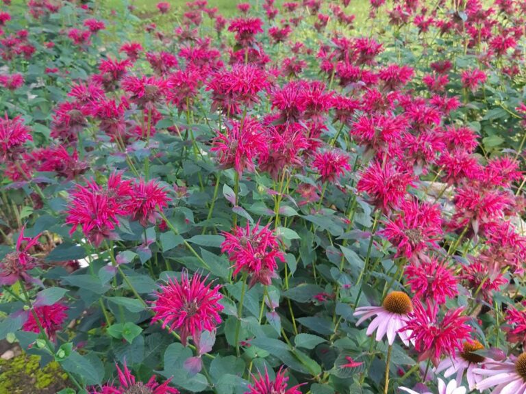 Is Bee Balm Poisonous To Dogs? Everything You Need To Know