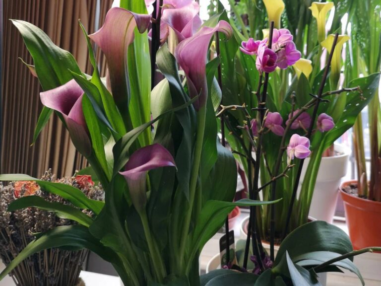 Are Calla Lilies Perennials? Unveiling the Mystery
