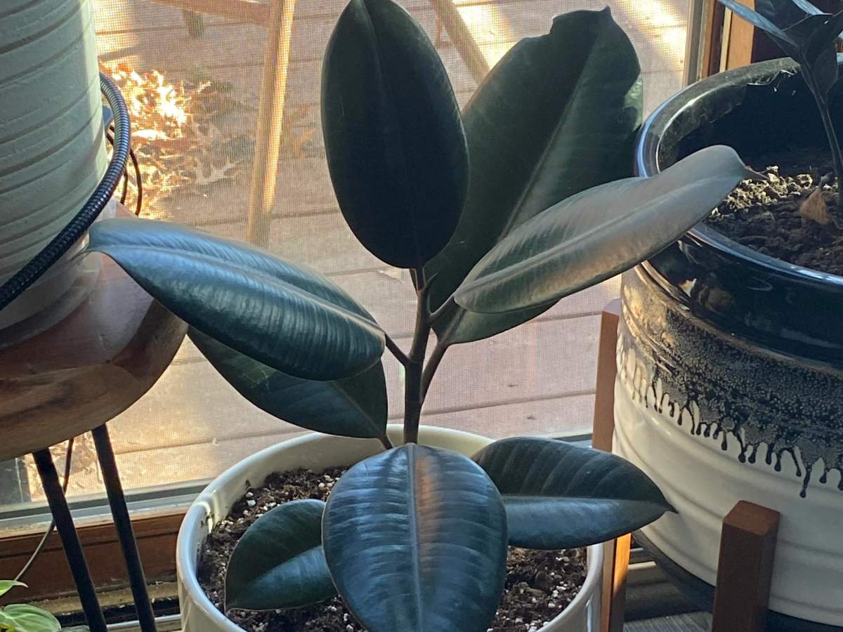 Can Rubber Plants Survive Winter? (Rubber Plant Care) The Home Team
