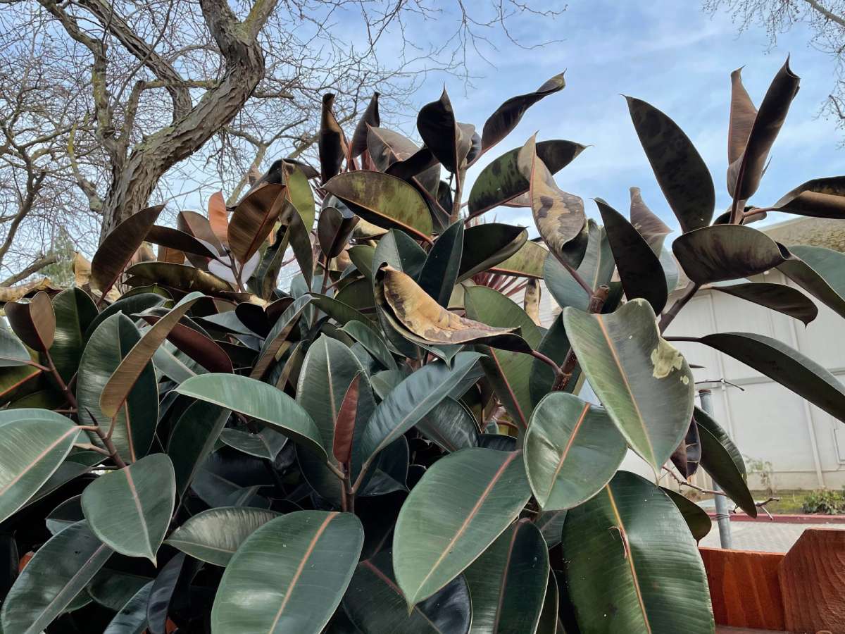 Can A Rubber Plant Live Outside? All You Need To Know The Home Team