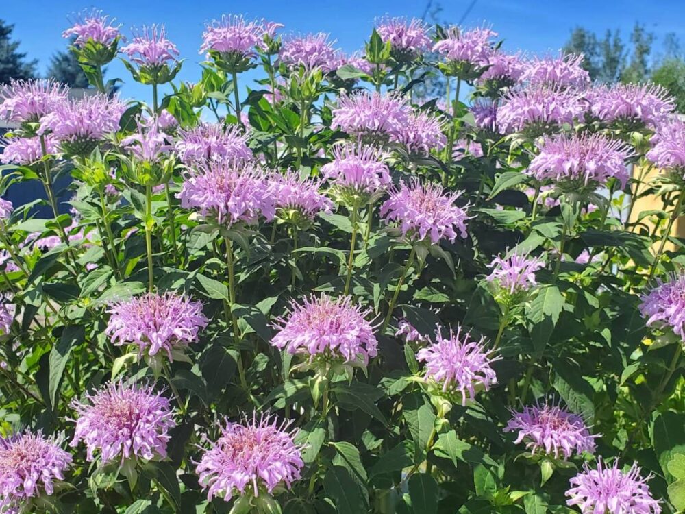 How To Deadhead Bee Balm? Everything You Need To Know | The Home Team