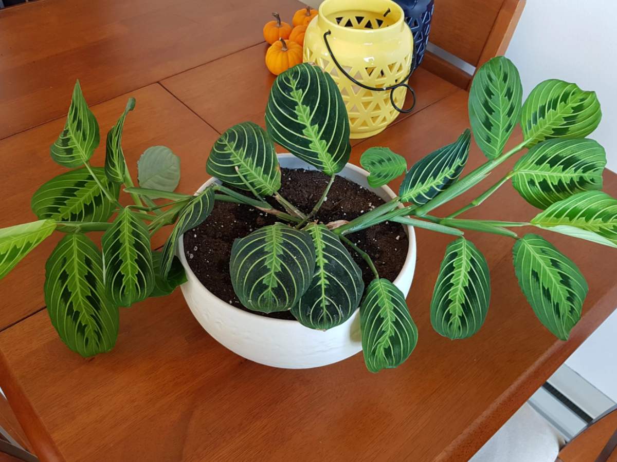 How Often To Water Prayer Plant? Everything You Need To Know The Home