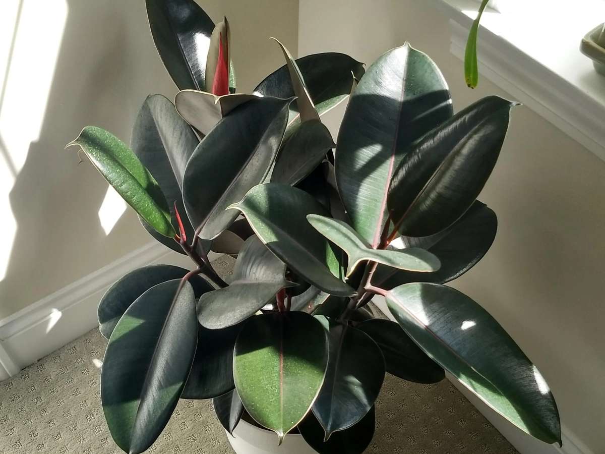 Rubber Plant How Much Light Does A Rubber Plant Need? | Home Team