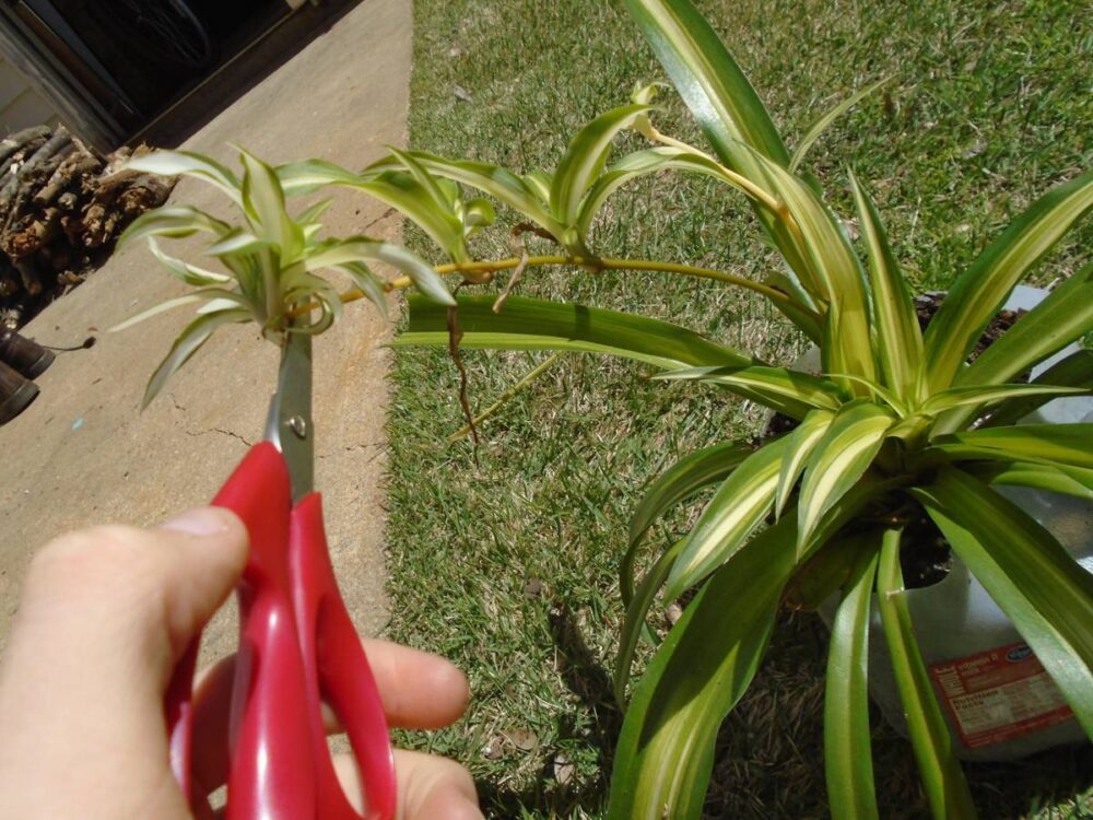 how-to-propagate-a-spider-plant-in-water-complete-guide-the-home-team