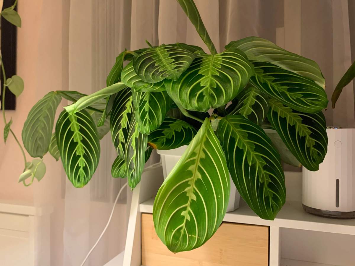 How Often To Water Prayer Plant? Everything You Need To Know The Home