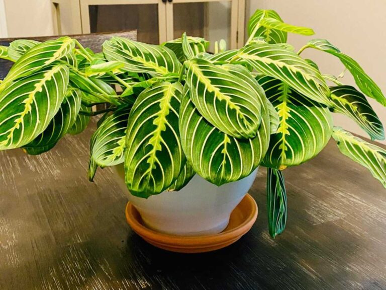 Prayer Plant Light Requirements: Everything You Need To Know