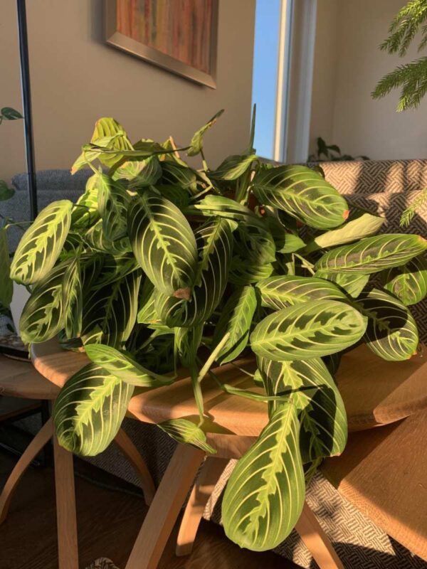 How Often To Water Prayer Plant? Everything You Need To Know The Home