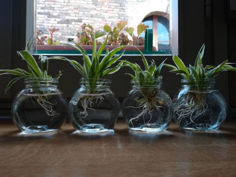 How To Propagate A Spider Plant In Water? (Complete Guide)