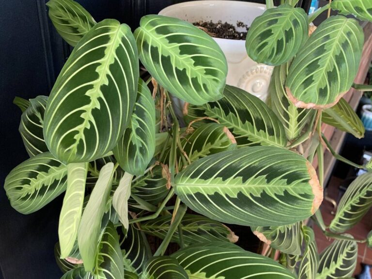 How To Prune Prayer Plant? (Complete Guide)