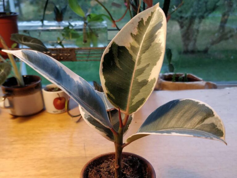 Can A Rubber Plant Live Outside? All You Need To Know