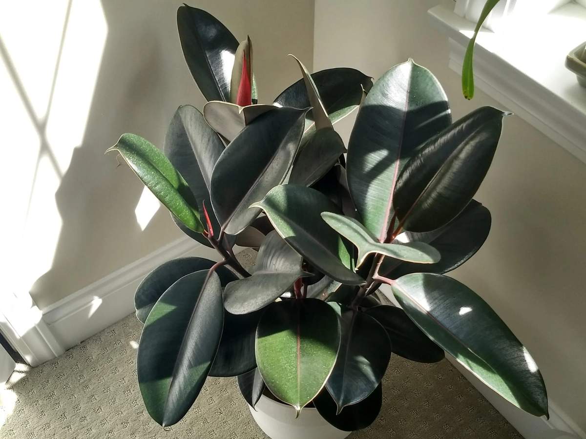 How Often To Water Rubber Plant? Guide) The Home Team