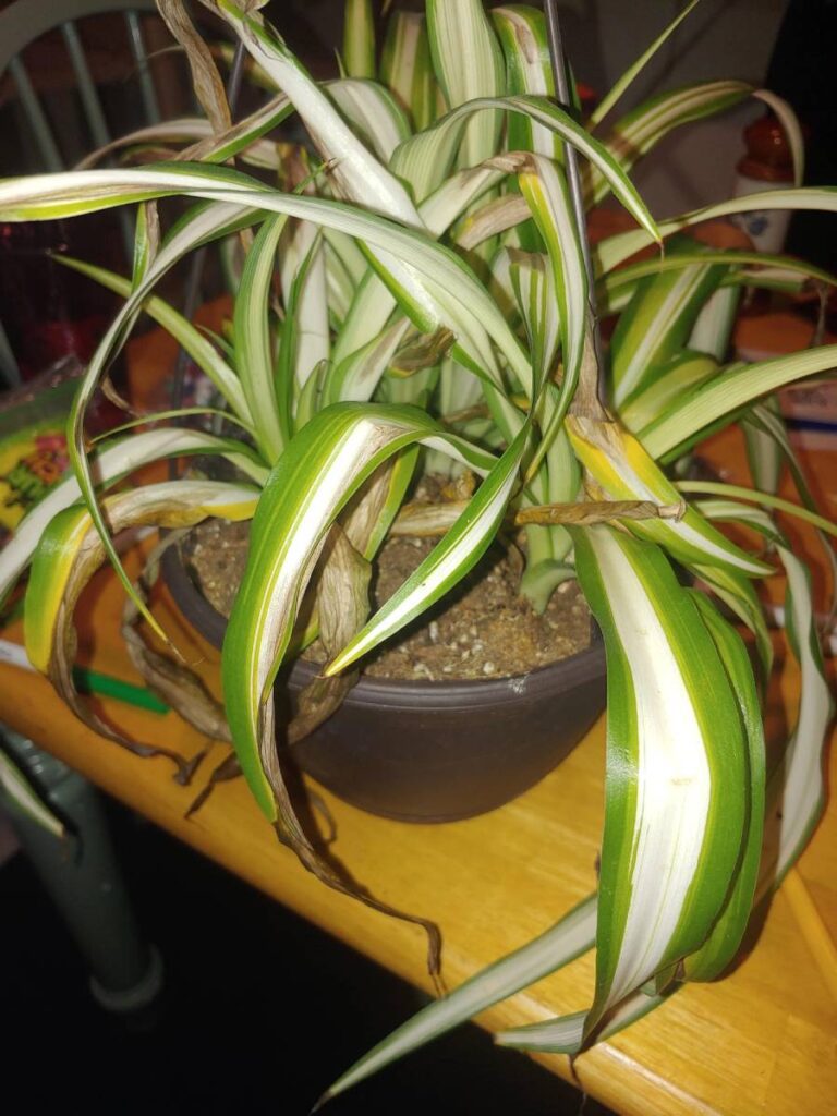 How Often Do You Water A Spider Plant? (Complete Guide)
