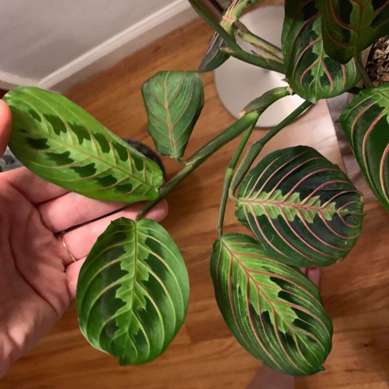 How Often To Water Prayer Plant? Everything You Need To Know The Home