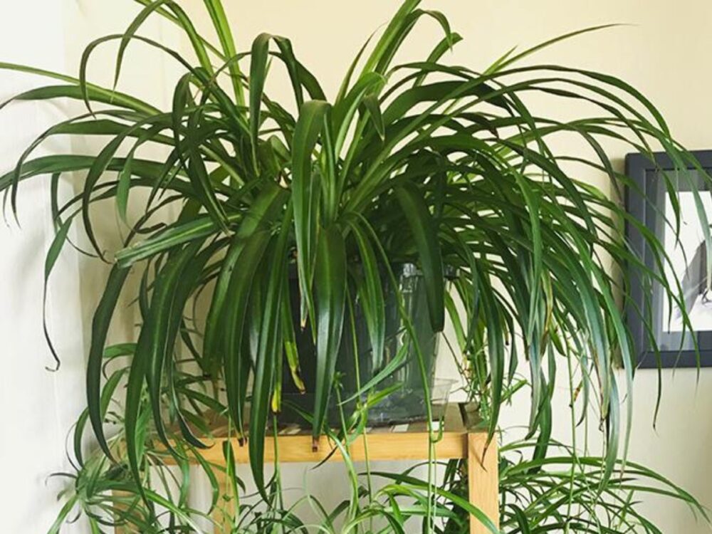 How Much Light Does A Spider Plant Need? Guide) The Home Team