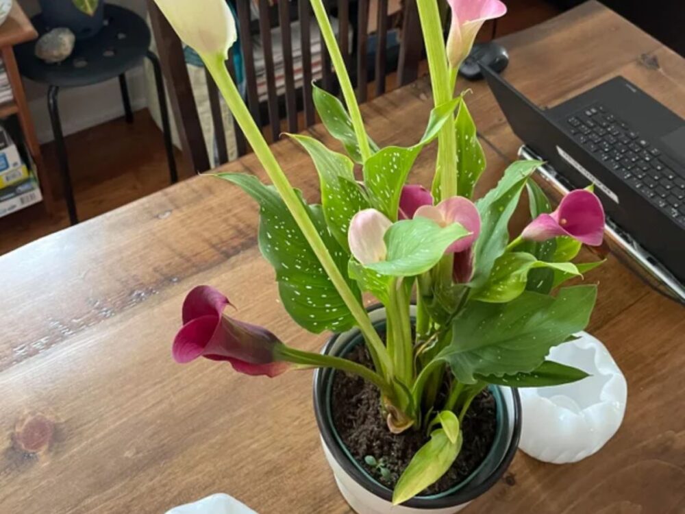 Can I Transplant Lilies In Summer? Guide) The Home Team