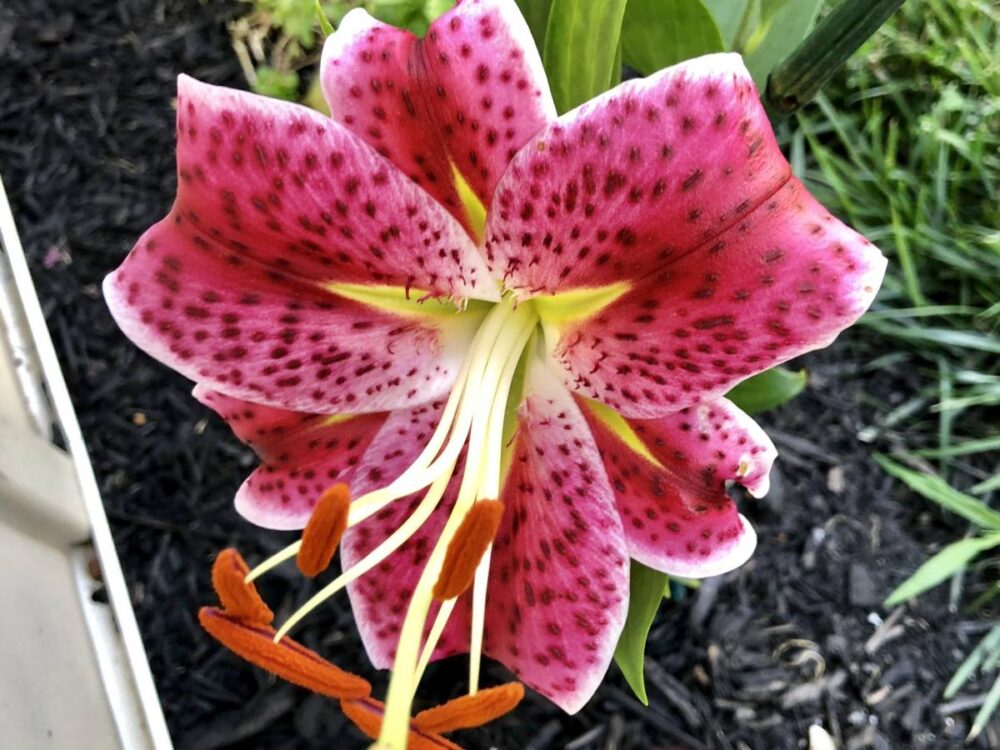 Can I Transplant Lilies In The Spring? (Advice And Tips) The Home Team