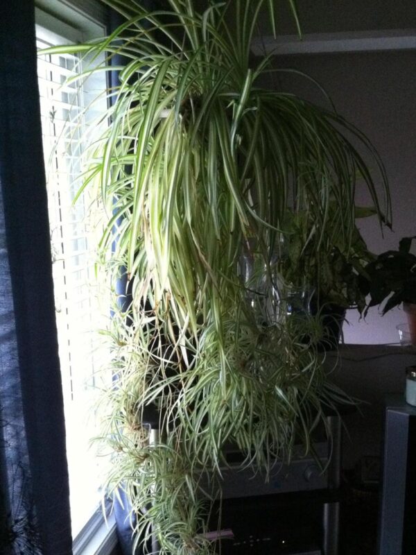 How Much Light Does A Spider Plant Need? Guide) The Home Team