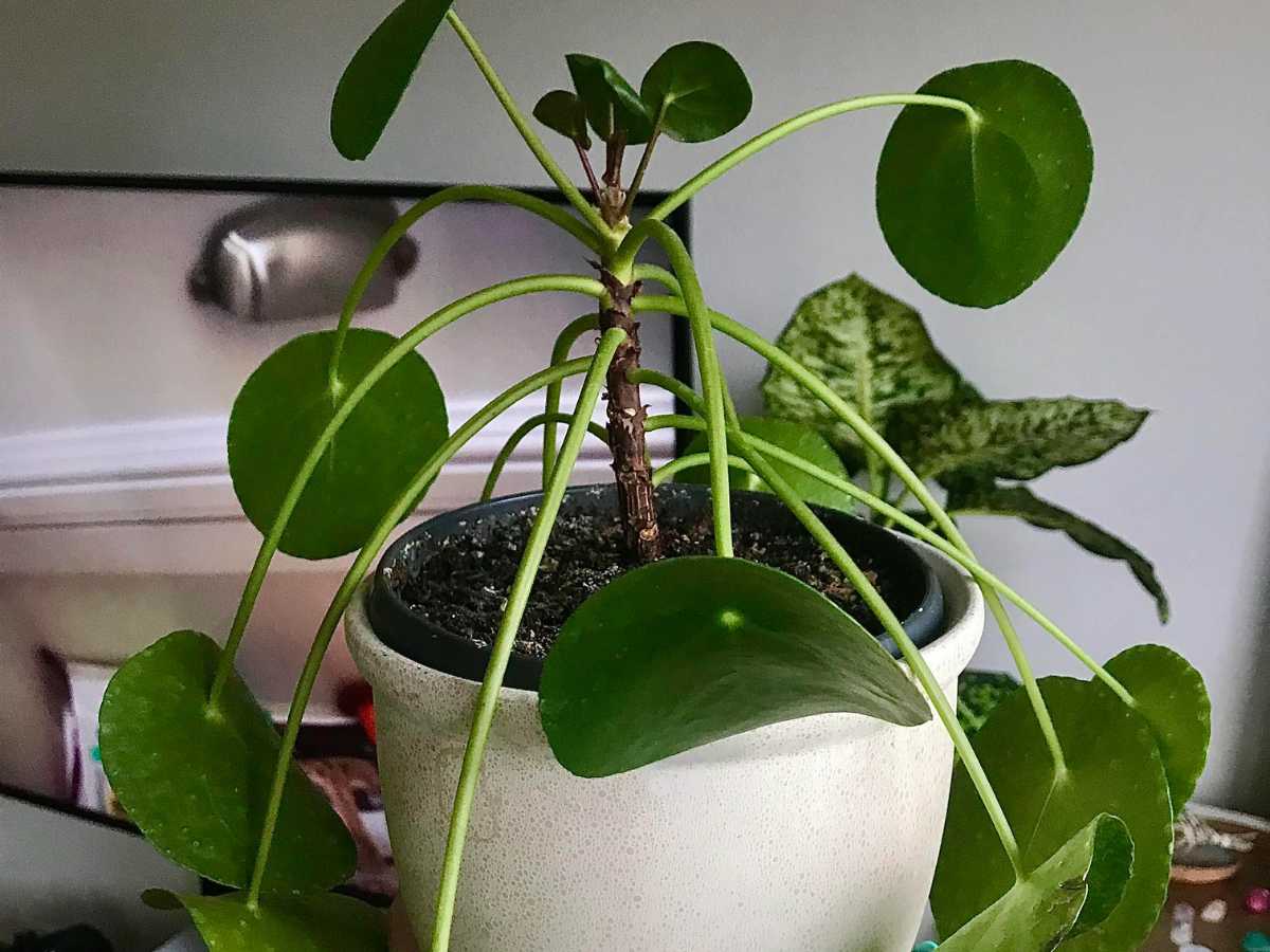 Chinese Money Plant Dropping Leaves: Here's What Can Do | The Home Team