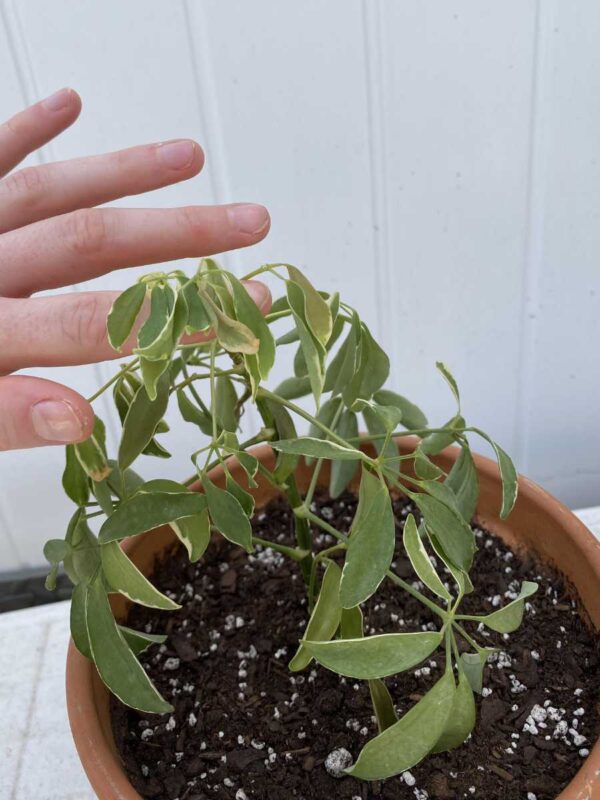 Why Is My Umbrella Plant Drooping? (Reasons & Fixes) The Home Team