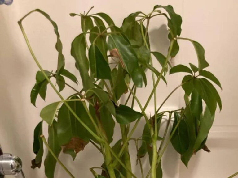 Do Umbrella Plants Go Dormant? Care & Maintenance Schefflera