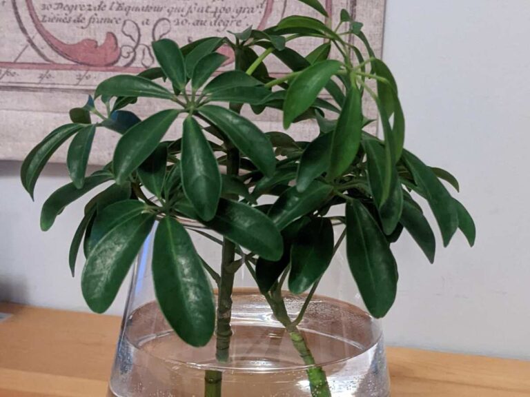 Do Umbrella Plants Like To Be Misted? (Complete Care Guide)